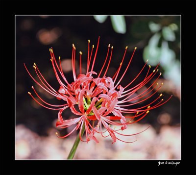 Spiny