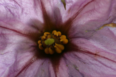 Aubergine flower