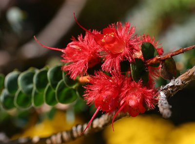 Verticordia grandis