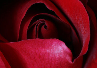 rosa Crimson Glory