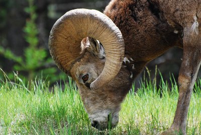 Big Horn Sheep