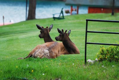 Elk (Wapiti) at Jasper Park Lodge