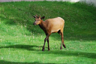 Elk (Wapiti) at Jasper Park Lodge