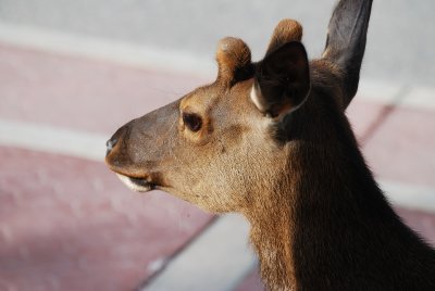 Elk (Wapiti) at Jasper Park Lodge