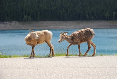 Young sheep Medicine Lake, Maligne Lake Road