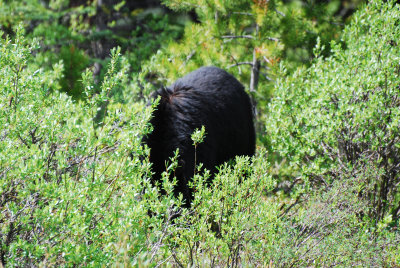 Black Bear heading for cover