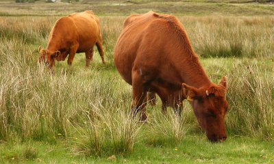 Lawnmowers from Skye