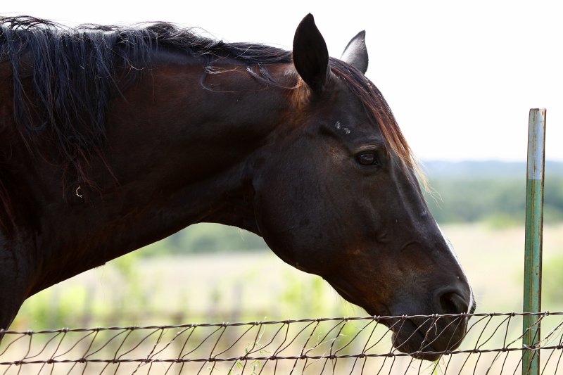 HEAD OF HORSE