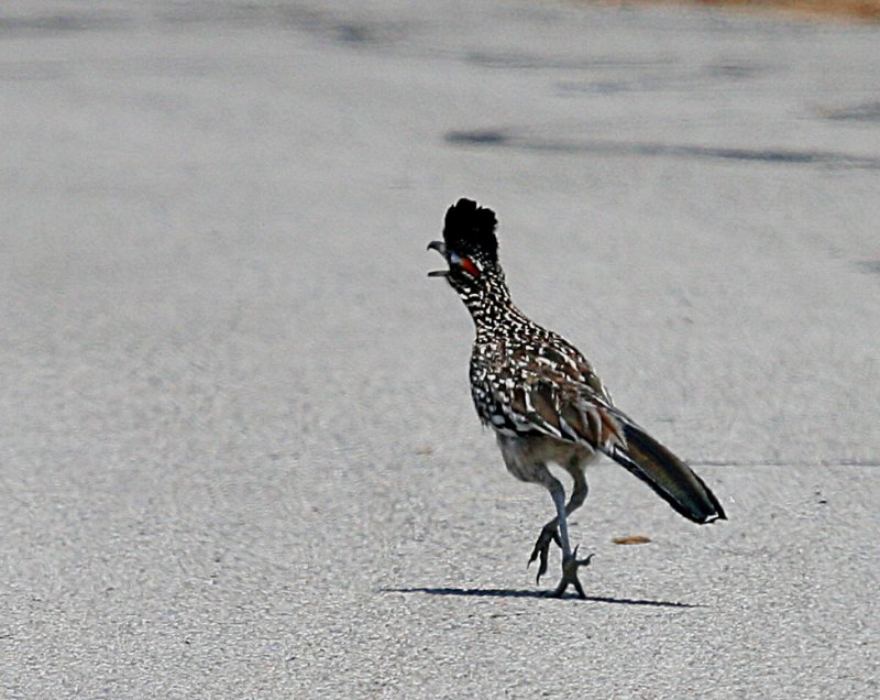 ROAD RUNNER RUNNING DOWN THE ROAD.....HMMMMMMMM