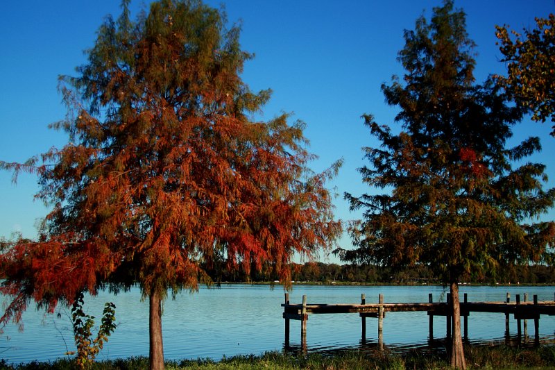 CYPRESS AND THE DOCK