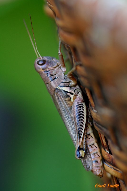 GRASSHOPPA