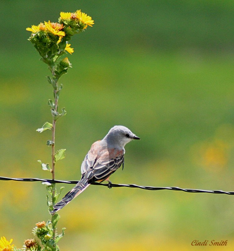 SCISSORTAILED FLYCATCHER