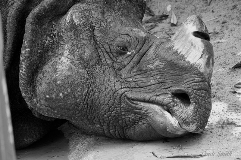 RHINO