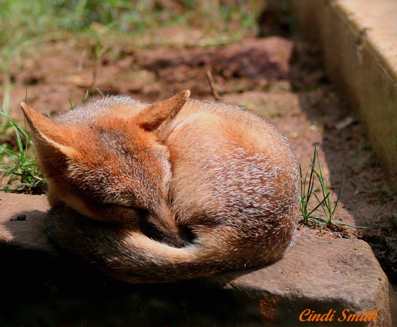 LET SLEEPIING FOXES SLEEP