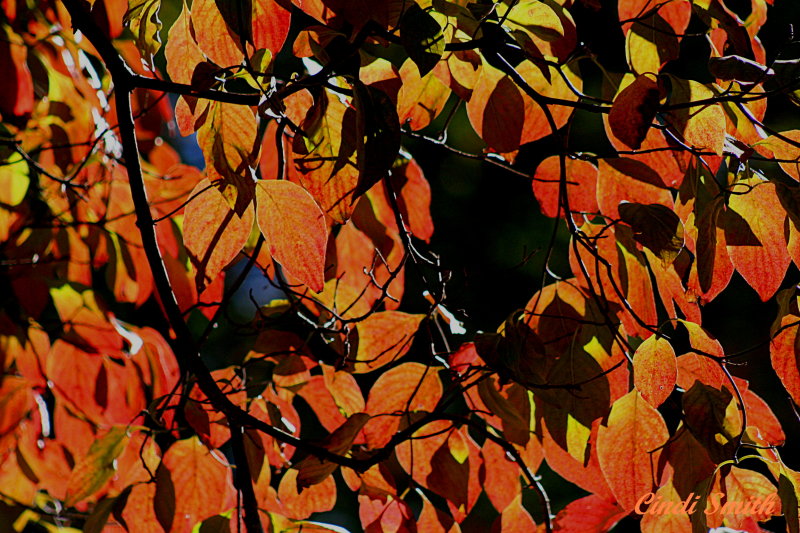 AUTUMN COLORS