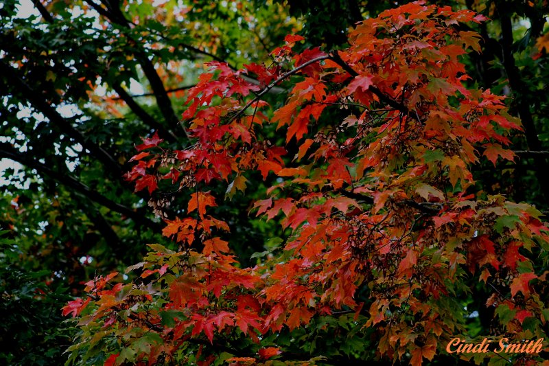 MORE COLOR