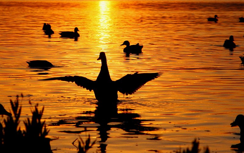 SUNSET DUCK