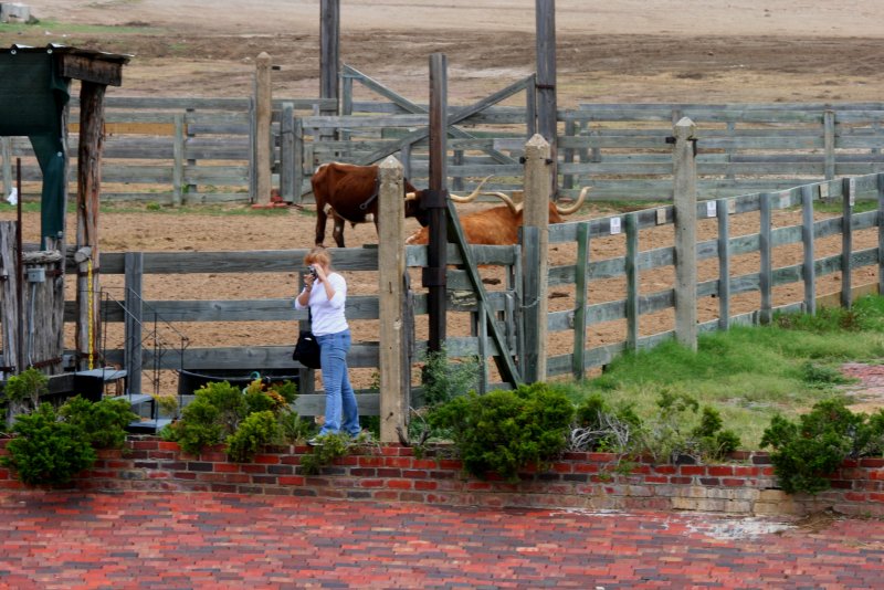 ANN AND THE LONGHORNS