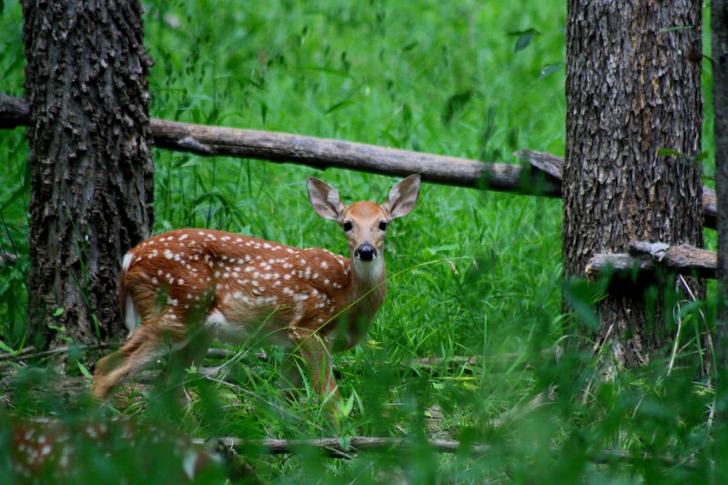 FAWN