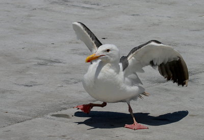 GULL DOING THE CHICKEN DANCE