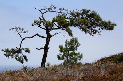 TWO TREES