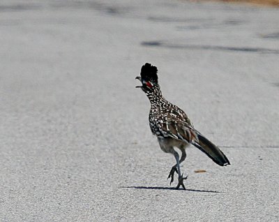 ROAD RUNNER RUNNING DOWN THE ROAD.....HMMMMMMMM