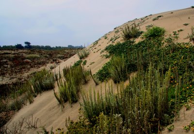 DUNES