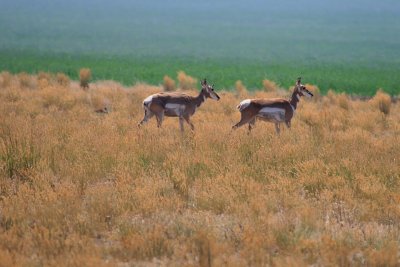 TWO ANTELOPE