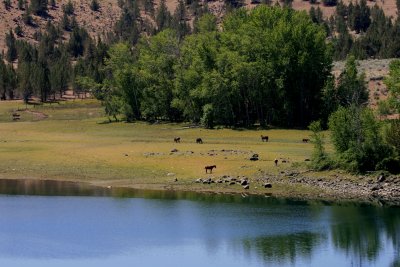 SUPPOSEDLY WILD HORSES