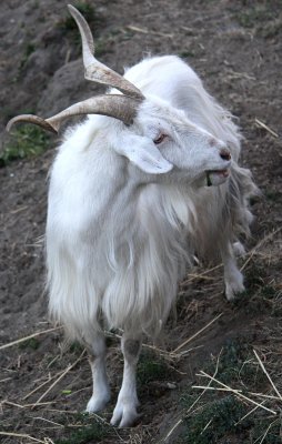 MOUNTAIN GOAT