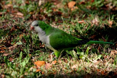 LITTLE GREEN PARROT