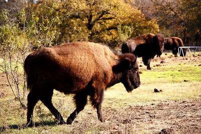 B IS FOR BUFFALO