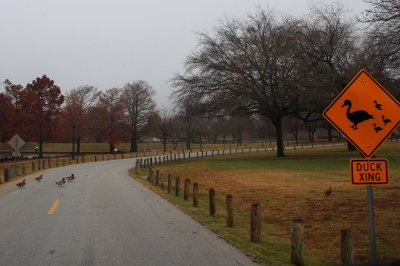 DUCK CROSSING