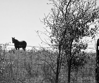 HORSE ON A HILL
