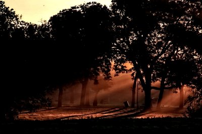 RAYS THRU THE TREES ON A FOGGY MORNING