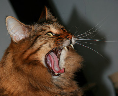 HEY, I SAID NO PAPARAZZI!!!!!