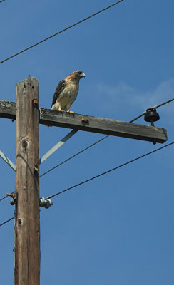 RED TAIL HAWK DOING WHAT HE DOES WHEN HE'S NOT FLYING