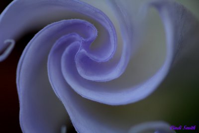 MOONFLOWER JUST BEGINNING TO OPEN