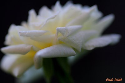 SOFT PETALS