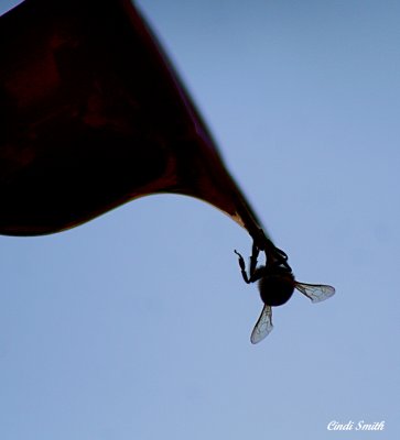 SILHOUETTE OF A BEE