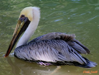 BROWN PELICAN