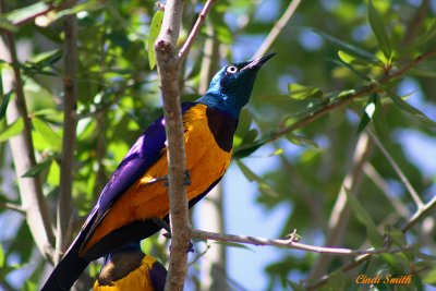 AMAZING COLORS