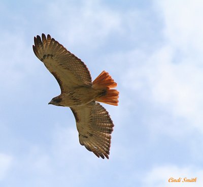 FLIGHT OF THE RED TAILED HAWK