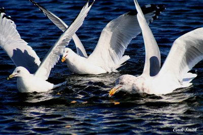 ALL WINGS UP