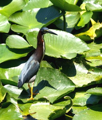 LITTLE GREEN HERON AT THE LAKE