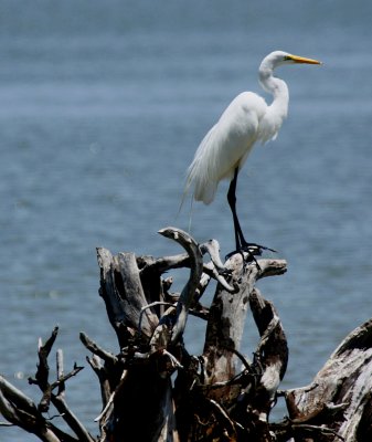EGRET ON A REALLY GNARLY TREE STUMP