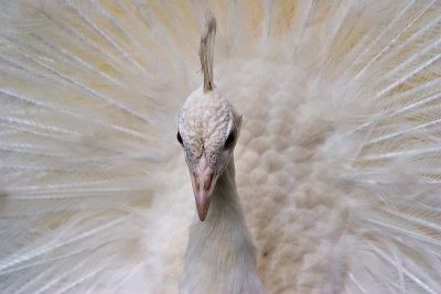 White Peacock  Closeup