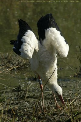 Ciconia ciconia
