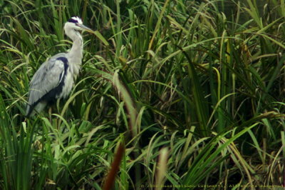 Ardea Cinerea