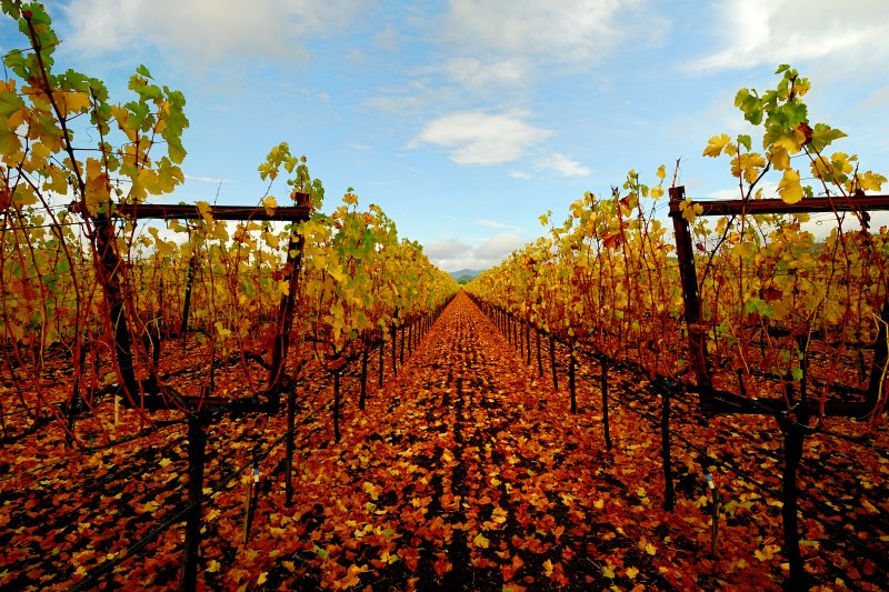 Vineyard, Oak Ville, CA